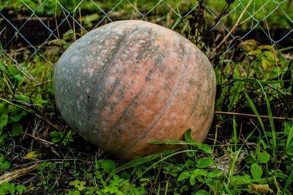 Features of the Marble Pumpkin - description, planting, care