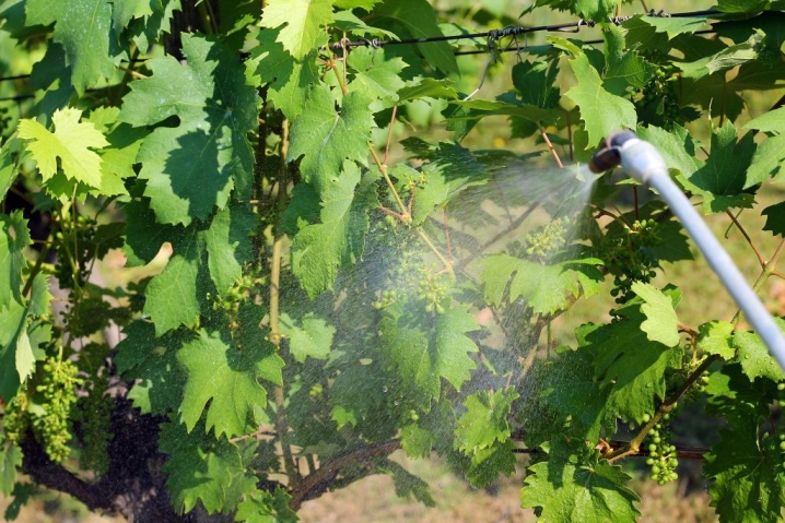 Features of the use of colloidal sulfur for grapes