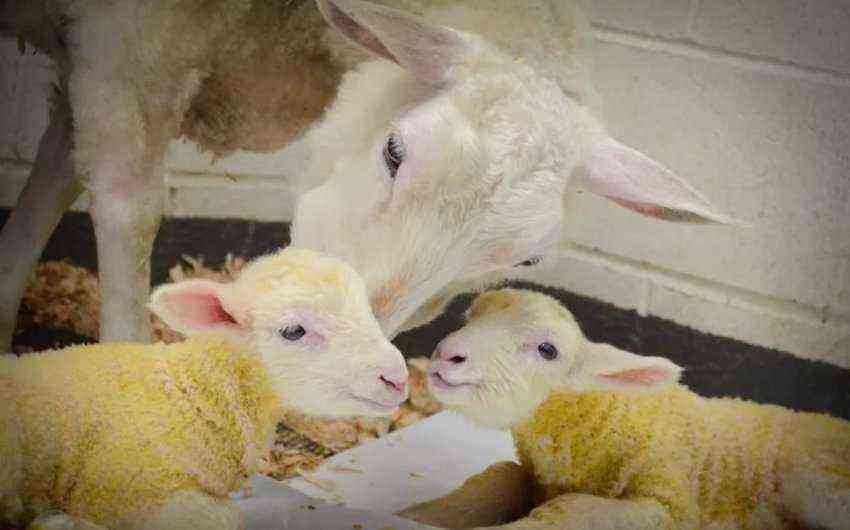 Lambs with mother
