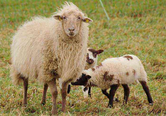 Krmení jehňat bez ovcí