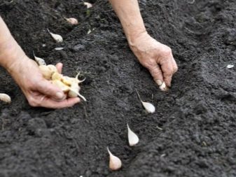 Hvidløg efter kartofler: fordele og ulemper ved plantning