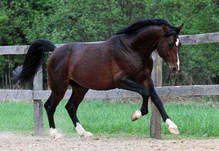 German horse breeds: overview, characteristics