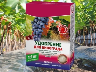 Girlish grapes in Siberia: planting and care