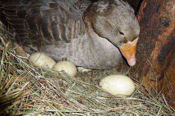 Goose oviposition: when does it start, how many eggs are laid?