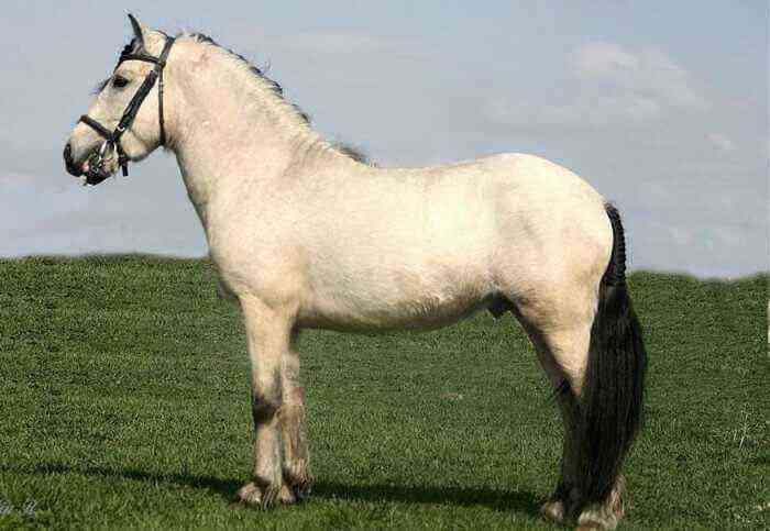 Greyish gray horse
