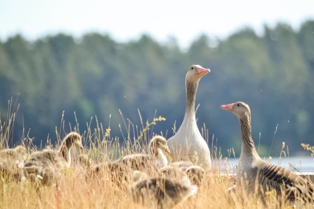 Growing geese at home. Fundamentals of keeping and breeding