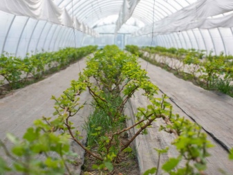 Growing grapes in a greenhouse