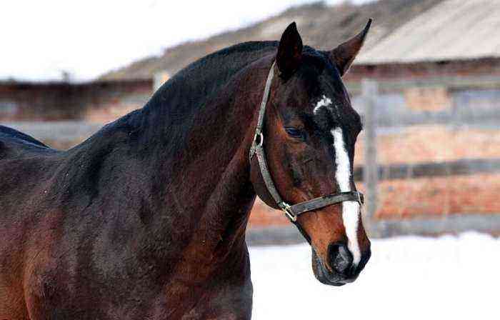 Hanoverian horse breed