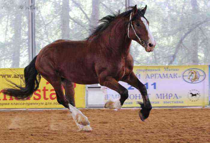 Heavy horse breeds