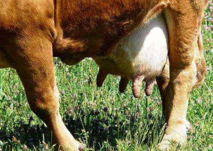 Hemorrhagic mastitis in cows