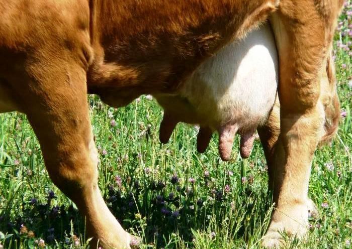 Injuries and microtraumas of the udder