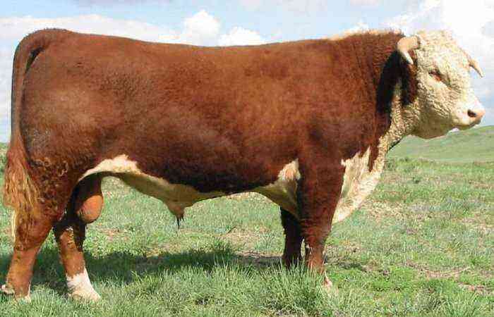 Hereford cow breed