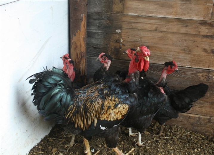 Hole-necked chickens, raising chickens, reviews