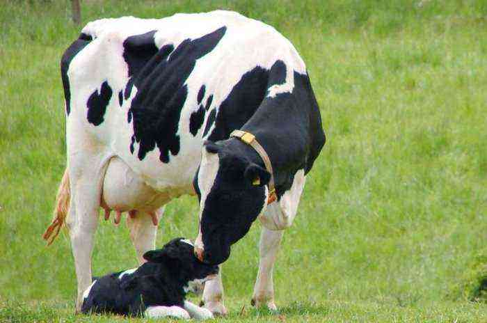Holstein cow breed