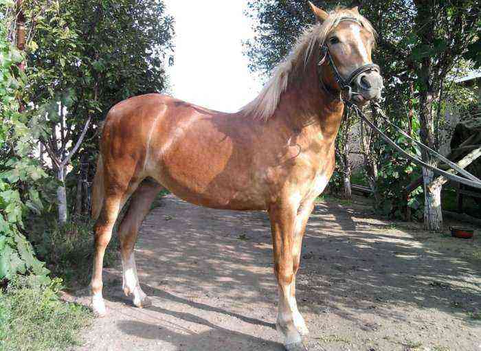 Horse breeds in Bashkiria