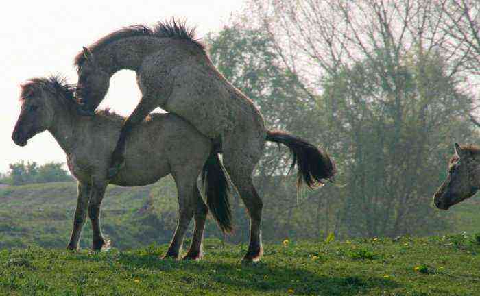 Horse mating methods