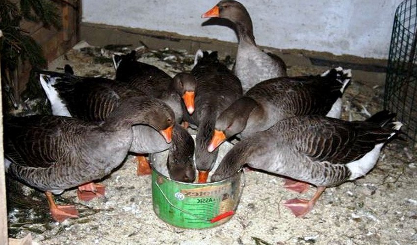Feeding geese