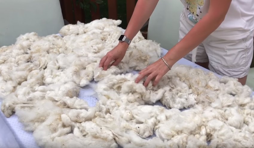 Washing sheep wool with dish detergent