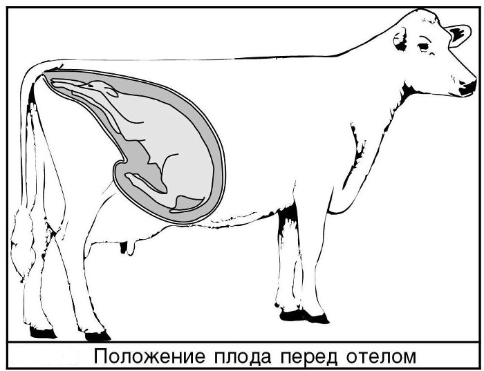 子牛の前の体の位置
