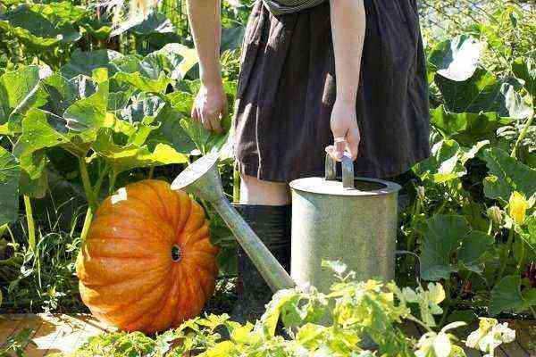 How and when to feed a pumpkin for a good harvest?