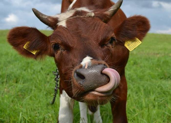 cow lactation period