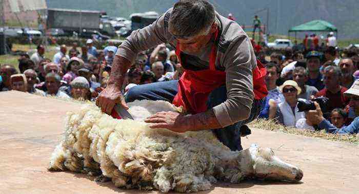 How are sheep sheared?