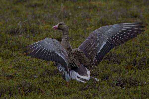 How do wild geese live? Can they be kept in captivity?