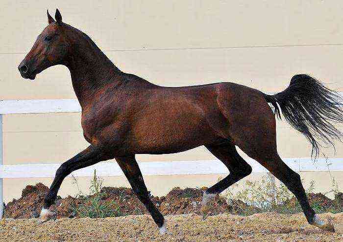 English thoroughbred stallion
