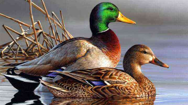 How long do ducks live and what does it depend on?