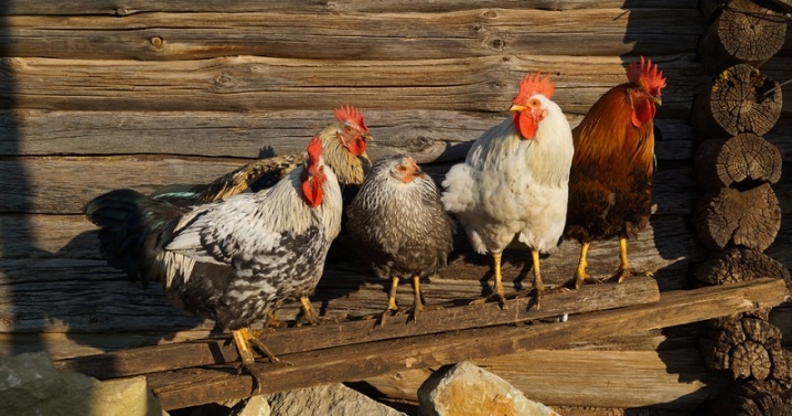How long do roosters and hens live?