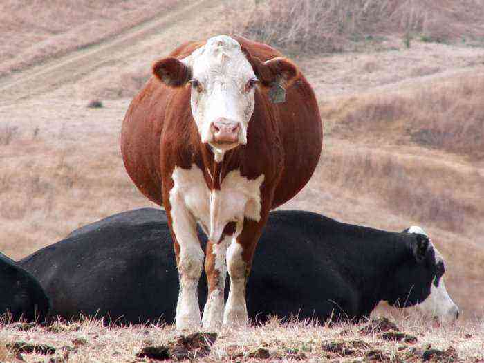 How long does a cow’s pregnancy last?