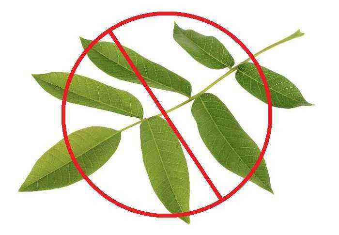 Nut leaves are forbidden