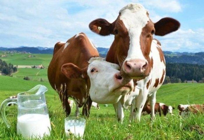 A cow's milk yield affects feed consumption