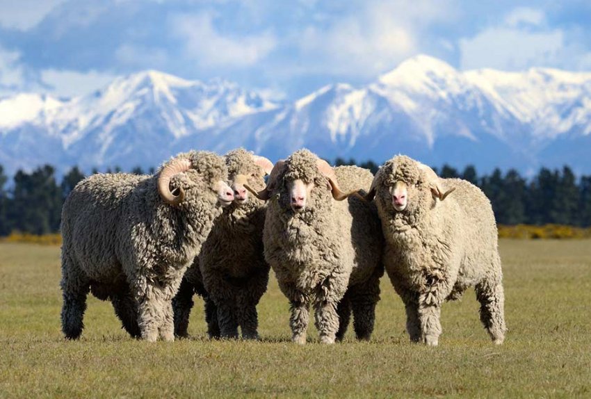 Fine wool sheep