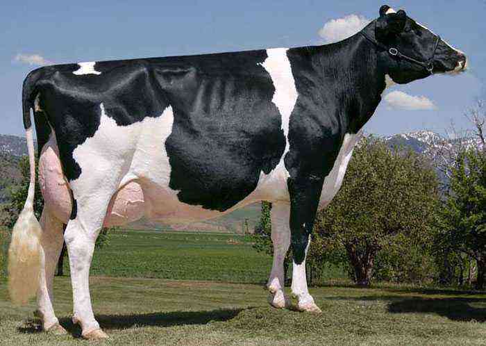 牛はXNUMX日にどのくらいのミルクを与えますか？