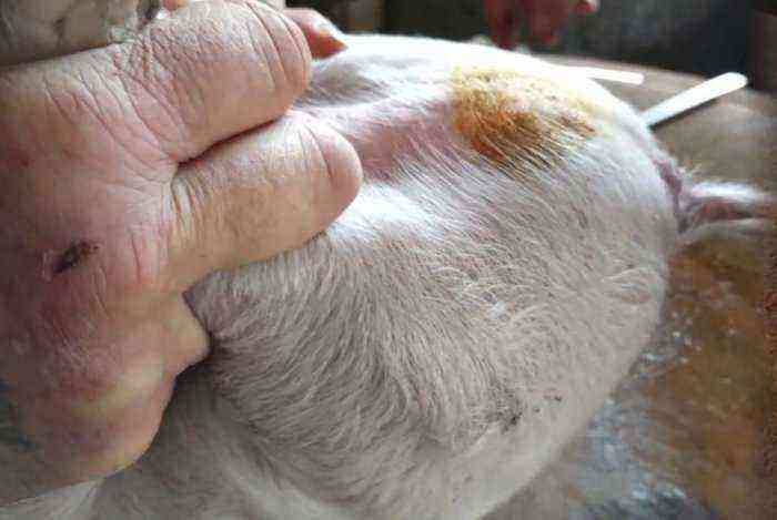 How to castrate piglets?