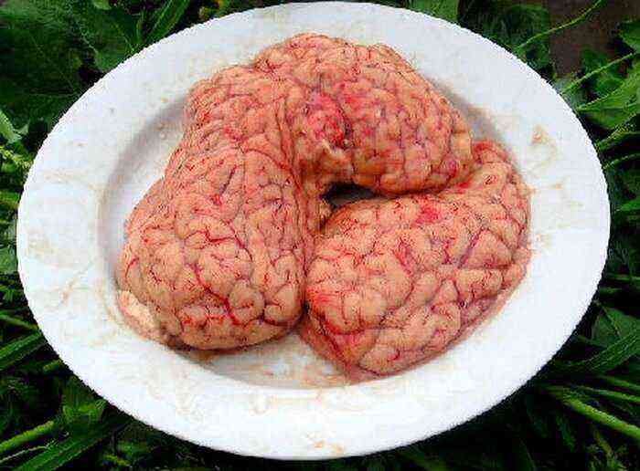 pig brain