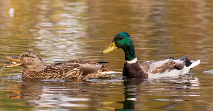 How to distinguish a duck from a drake?