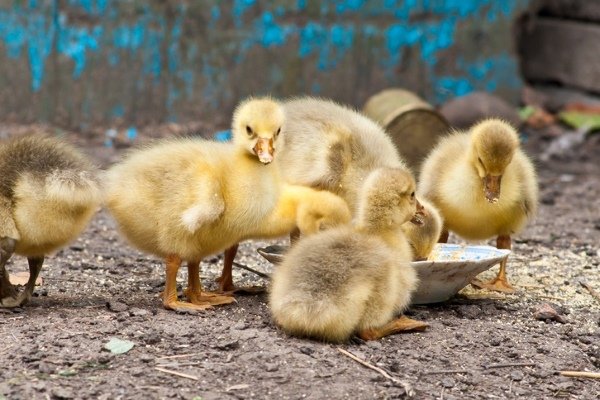 Feeding goslings