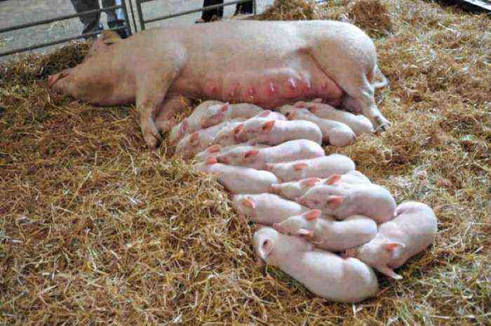 How to feed little piglets?