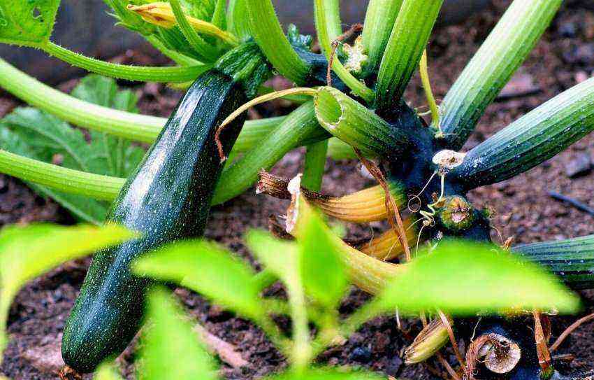 Growing zucchini