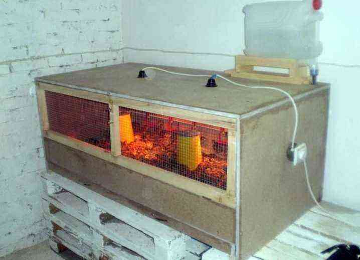 How to make a brooder for turkeys with your own hands?