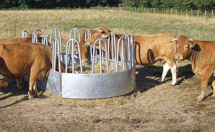 How to make a cow feeder yourself?