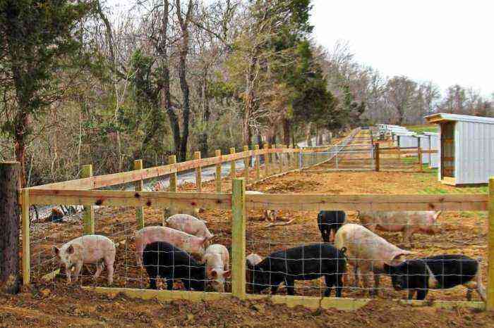 Walking system for pigs
