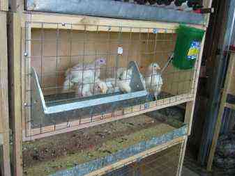 How to make and equip cages for chickens with your own hands?