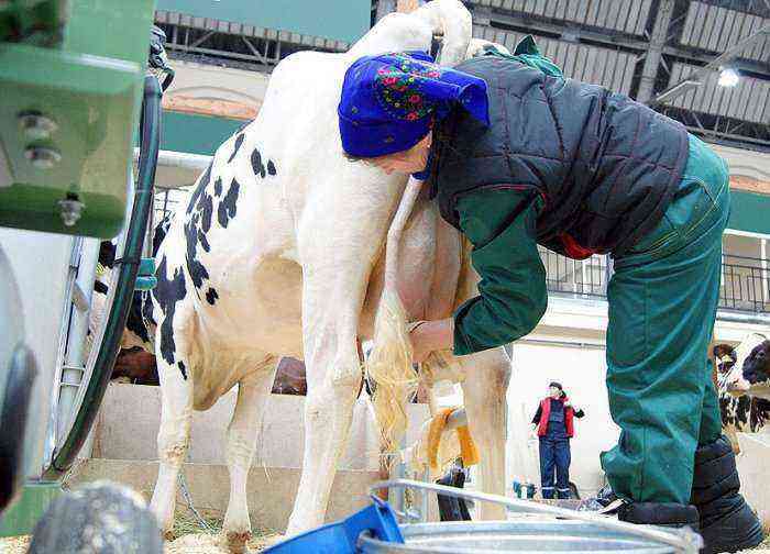 How to milk a cow after calving?