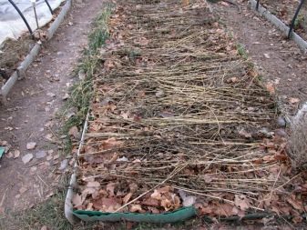 How to plant garlic?