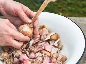 How to prepare garlic for planting in the fall?