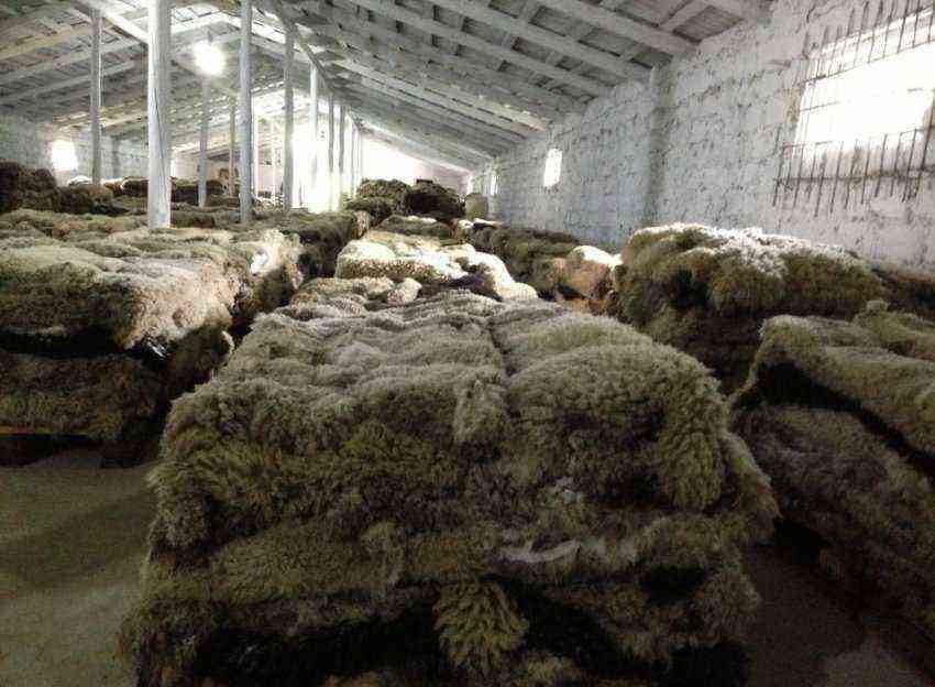 How to process the skin of a ram, sheep wool: features, steps, application