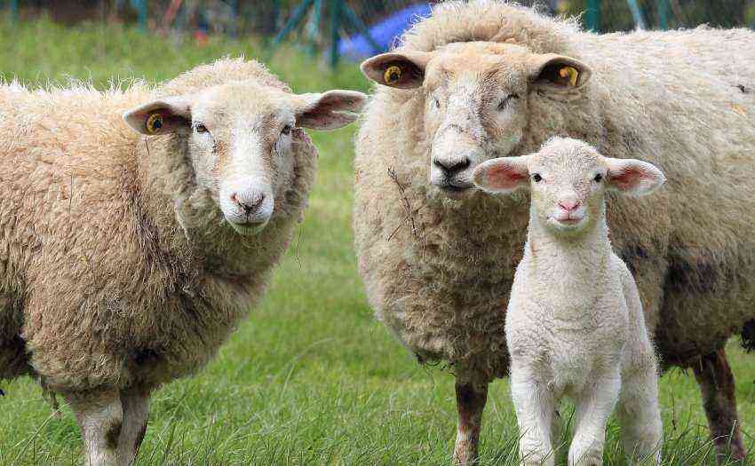 sheep family